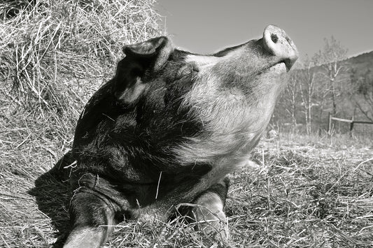 Eddie Sunshine - B&W