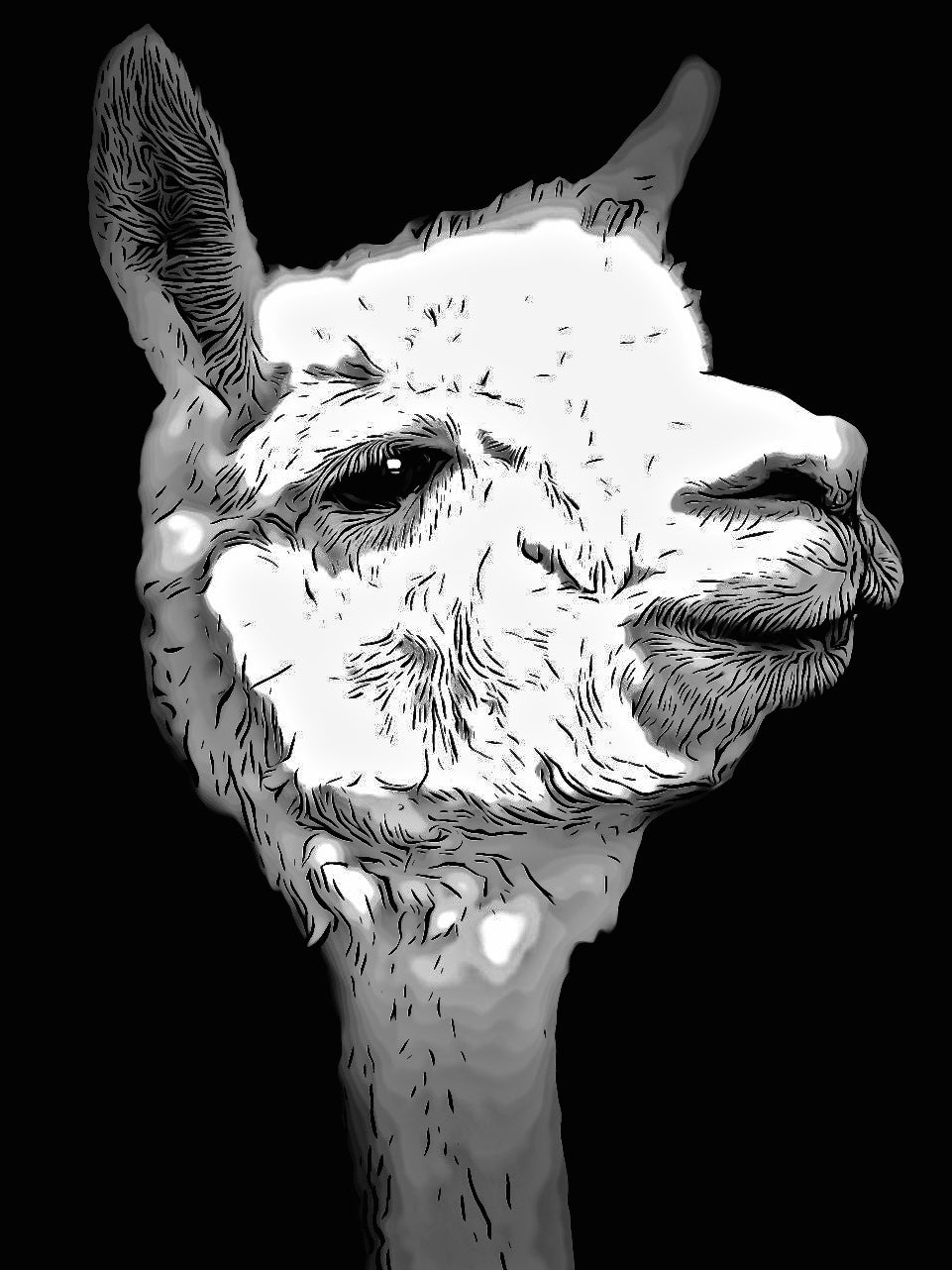Animal Poster Bundle