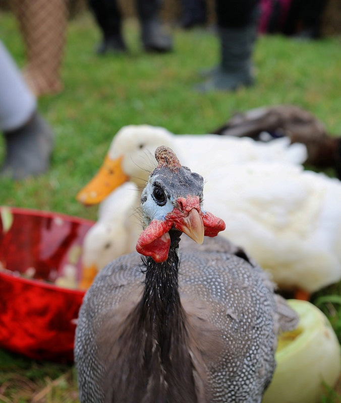 Nature Art - Inspired by Francis and Patricia--A Bond Beyond Feathers